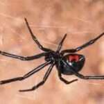 WhatsApp Image 2025-01-09 at 11.47.15 (1)